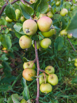 Young Green and Reddish Apples Growing on Tree Branch in Backyard