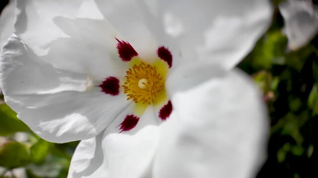 White cistus ladanifer flower, also known as rockrose, gently moving in a spring breeze. macro shot