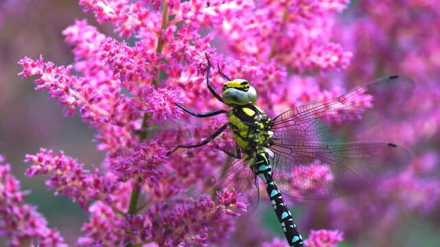 Large dragonfly, Anax imperator, in a beautiful astilbe
