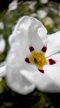 White cistus ladanifer flower, also known as rockrose, gently moving in a spring breeze. vertical video