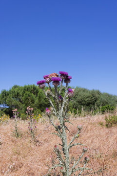 Onopordon d'illyrie.