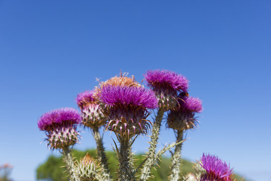 Floraison pourpre de l'Onopordon d'illyrie.