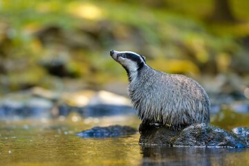A badger stands on a stone protruding from a forest stream.. A eurasian badger in the nature habitat. Wildlife scene with a european badger. Meles meles © Monikasurzin
