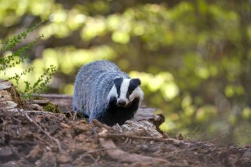 A eurasian badger in the nature habitat. Wildlife scene with a european badger. Meles meles © Monikasurzin