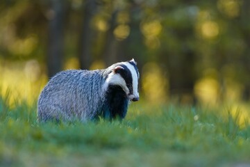 A european badger stans in the grass near a forest. A eurasian badger in the nature habitat. Wildlife scene with a european badger. Meles meles © Monikasurzin