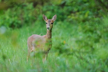A roe stand in the grass near a forest. A roe deer in the nature habitat. Capreolus capreolus © Monikasurzin