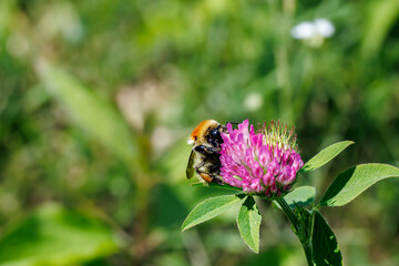 Bumblebee gathering nectar on a pink red clover flower close-up, macro wildlife photography © glebantiy
