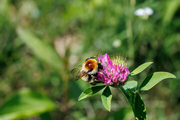 Bumblebee gathering nectar on a pink red clover flower close-up, macro wildlife photography © glebantiy