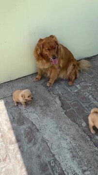 Cute golden retriever puppy chewing a slipper indoors. Playful young dog biting footwear on a tiled floor at home.