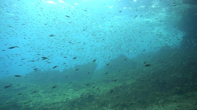 Dreamlike underwater videoclip of massive and energetic school of anchovy fish in the wild ocean.