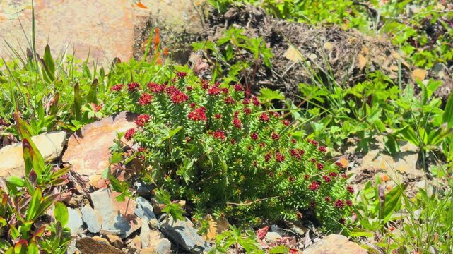 4K Closeup shot of red flowers of Rhodiola integrifolia growing in the Himalayan mountain ranges as seen during the Ghepan Lake trek in summer season near Sissu village in Lahaul Valley, India.