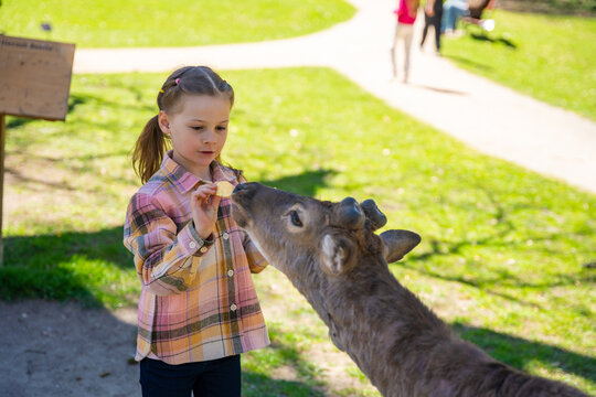 Girl feeding deer in the park of Blatna Castle in Czech Republic. Child interacting with tame animals during a family visit to historic castle grounds