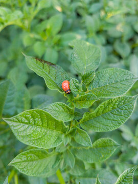 Close Up View of Pest Bug Sitting on Potato Crop Green Leaves