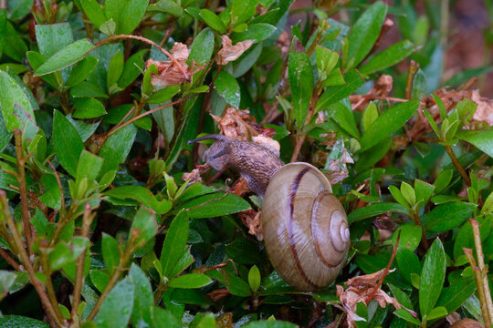 雨上りの植え込みで草を食べるカタツムリ