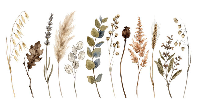 Vintage sepia watercolor botanical elements for floral design.