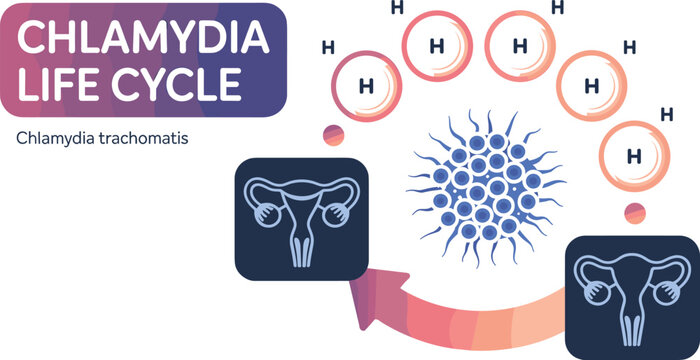 Chlamydia Life Cycle Medical Infographic Vector Illustrating Chlamydia trachomatis Infection Reproductive System Transmission and Bacterial Development for Healthcare Education