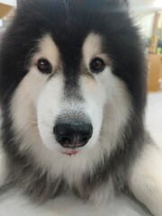 Close-up Portrait of a Siberian Husky Dog with Gentle Eyes and Black Nose © evoband