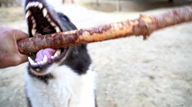 Energetic black and white dog playfully pulling a wooden stick held by its owner. The canine shows its teeth while engaging in a fun tug of war game