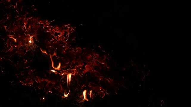 Leaves are raked, and burning leaves is a common cleanup practice to remove winter-damaged foliage in countryside areas. Moist leaves, which tend to burn slowly, give off more smoke than dry leaves.