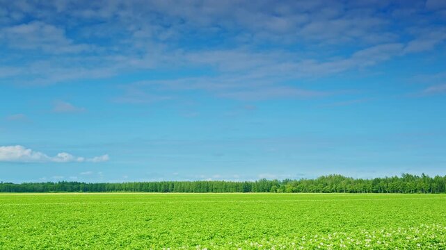 Expansive potato field in bloom with a shelterbelt forest beneath a bright summer sky in Hokkaido, Japan. Peaceful agricultural landscape.