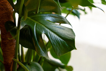 Monstera deliciosa leaf in a flower shop. Large glossy green leaves indoors in soft natural light against a blurred background. Tropical houseplant  © Pavel Iarunichev