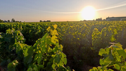 Obraz premium Golden Sunset Over Lush Green Vineyard Rows in Bordeaux France
