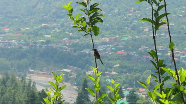 4K Closeup shot of Grey Bushchat bird sitting on a tree branch and flying away from it as seen at Himalayan mountains during the monsoon season near Manali in Himachal Pradesh, India. 