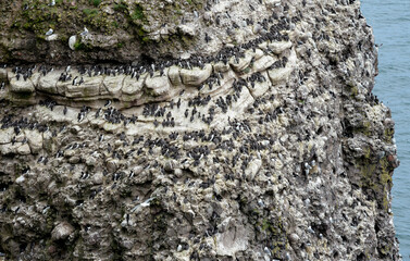 Guillemot de Troïl © JAG IMAGES