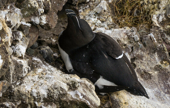 Pingouin torda,