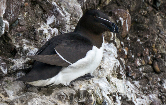 Pingouin torda,