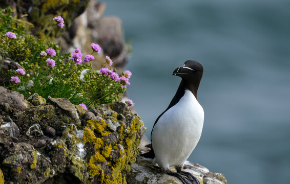 Pingouin torda, Arm&eacute;rie maritime,