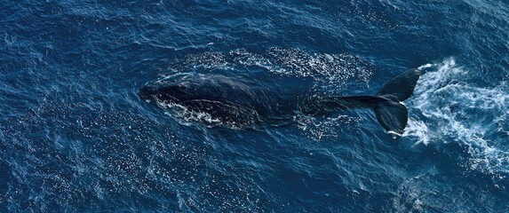 Fototapeta premium An aerial view of a massive whale gliding through deep blue ocean waters