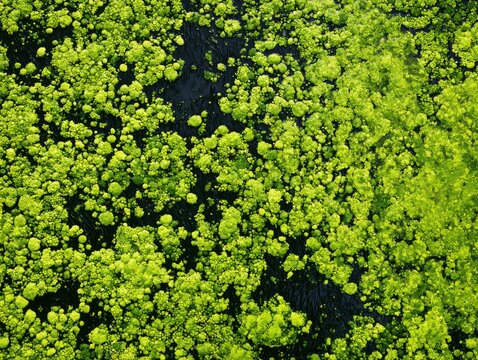 Vibrant green masses of organic growth drift across a dark, rippling water surface