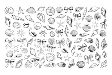 Decorative hand drawn sea shells and ribbon bows set for nautical and summer themed designs © BULBUL ISLAM