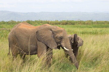 An African elephant and its calf walk through lush savanna grassland, showcasing family bonds and wildlife in their natural habitat. Perfect for conservation, safari, and travel themes. © Duro Mesiar