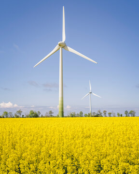 Oilseed rape field with wind turbines in background