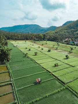 Indonesia, Bali, Candidasa, Aerial view of rice fields