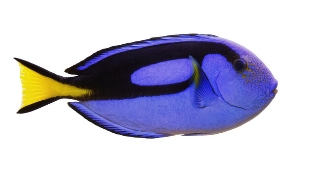Vibrant blue tang fish with yellow tail, isolated on transparent background