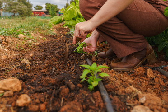 Woman plants a seedling in the garden soil