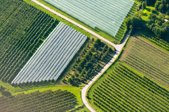 Germany, Baden-Wuerttemberg, Friedrichshafen, aerial view of orchard