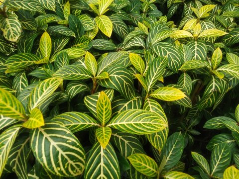 Sanjuanita plant (Sanchezia speciosa) foliage with prominent yellow veins on vibrant green leaves, viewed from above
