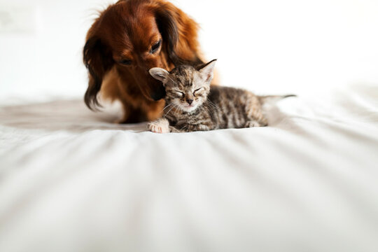 Long-haired dachshund and tabby kitten together on bed
