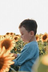 Little boy touching sunflower in blooming field during golden hour © Almagul