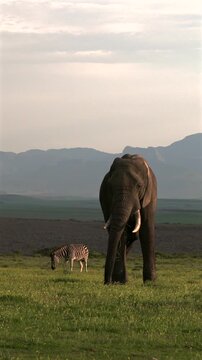 An African elephant peacefully grazing alongside plains zebras in open grassland with mountains in the background during golden hour in a South African wildlife reserve.