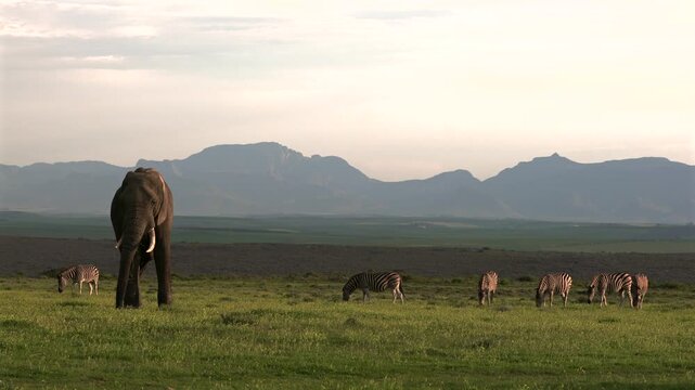 An African elephant peacefully grazing alongside plains zebras in open grassland with mountains in the background during golden hour in a South African wildlife reserve.