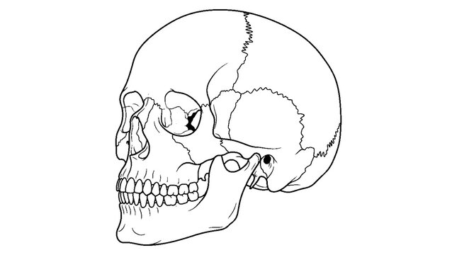 Human Skull Anatomy Collection Front and Side View Line Art Set