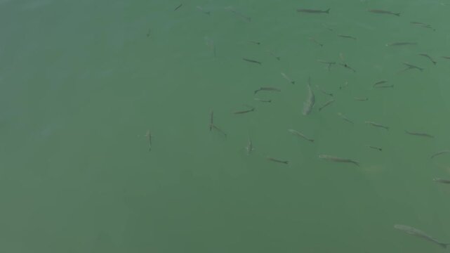 School of mullet fish swimming in green water