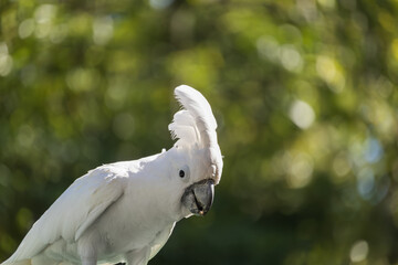 White cockatoo bird with raised crest looking forward © ANTONIO COSTA
