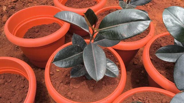Close up of newly potted ficus elastica rubber plant in orange pot.