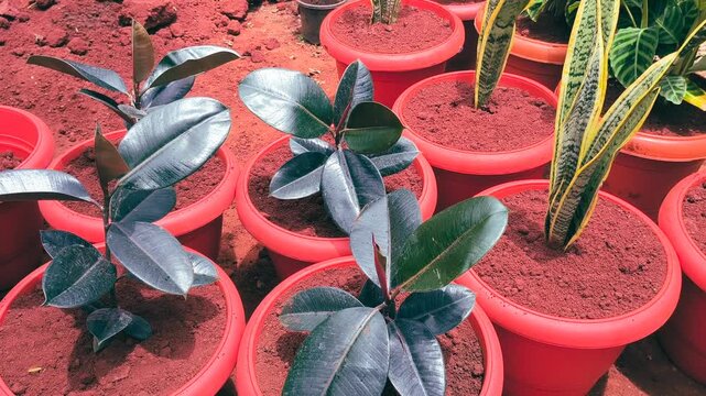 Potted rubber tree ficus elastica plants in garden nursery with red soil.